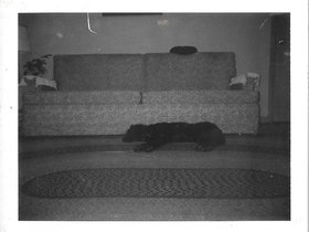 1969 Jan.  Daisy Arbor Dr..jpg